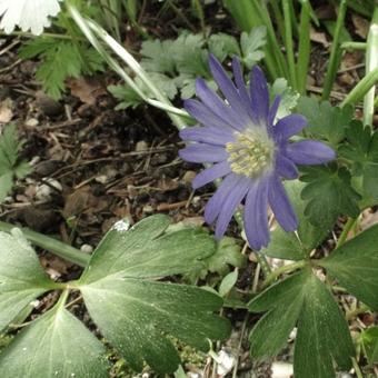 Anemone blanda