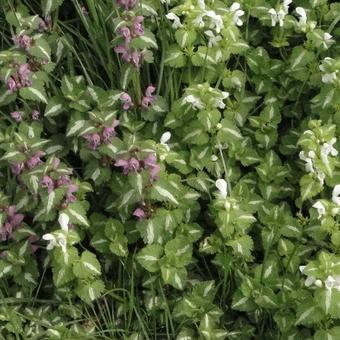 Lamium maculatum