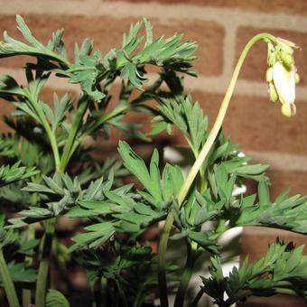 Dicentra formosa 'Aurora'