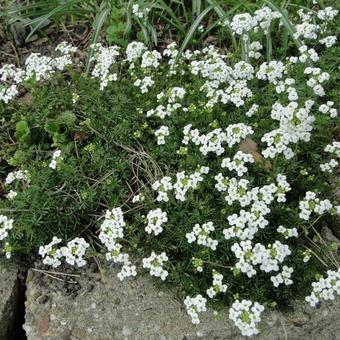 Hornungia alpina