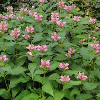 Chelone obliqua