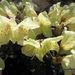 Rhododendron 'Princess Anne' - Rododendron