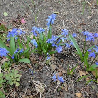 Scilla siberica