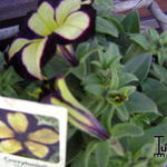 Petunia 'CRAZYTUNIA Star Jubilee' - Petunia