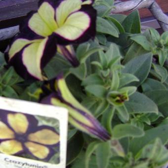 Petunia 'CRAZYTUNIA Star Jubilee'