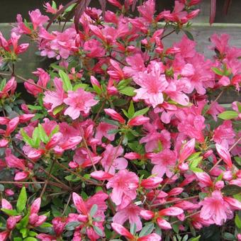 Rhododendron 'Momoko'