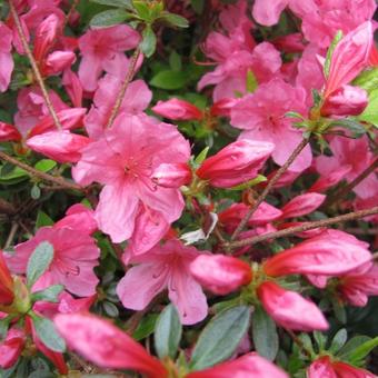 Rhododendron 'Momoko'