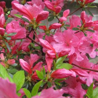 Rhododendron 'Momoko'