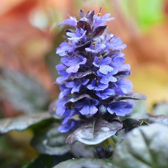 Ajuga reptans 'Braunherz'