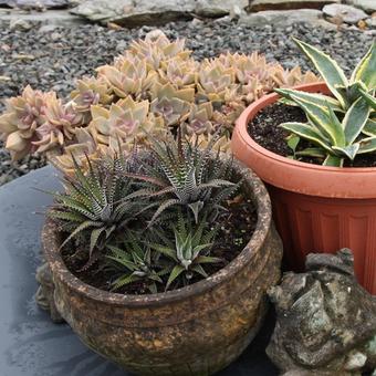 Haworthia radula 'White Star'