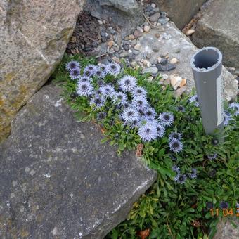 Globularia cordifolia