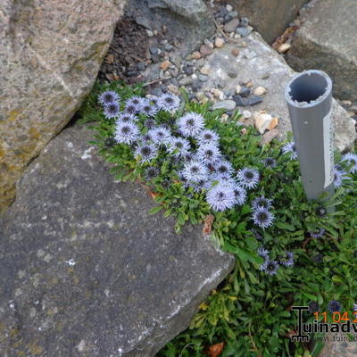 Globularia cordifolia - Kogelbloem