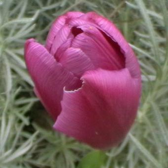 Tulipa 'Purple Prince'