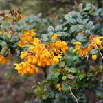 Berberis darwinii - Zuurbes , Darwins zuurbes