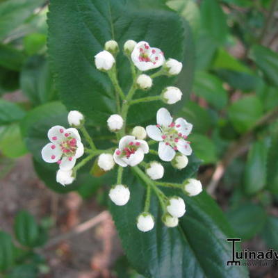 Appelbes - Aronia melanocarpa 'Hugin'