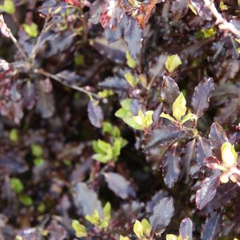 Pittosporum tenuifolium 'Tom Thumb'