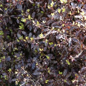 Pittosporum tenuifolium 'Tom Thumb'