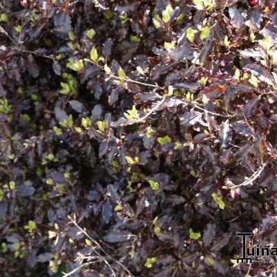 Australische laurier - Pittosporum tenuifolium 'Tom Thumb'