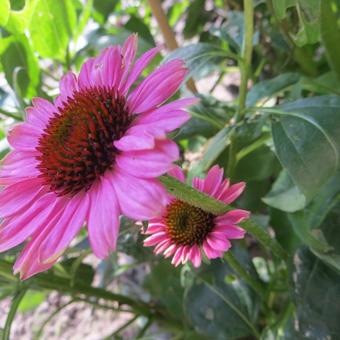 Echinacea purpurea 'Little Magnus'