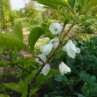 Halesia carolina