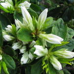 Rhododendron 'Snow' - Japanse azalea