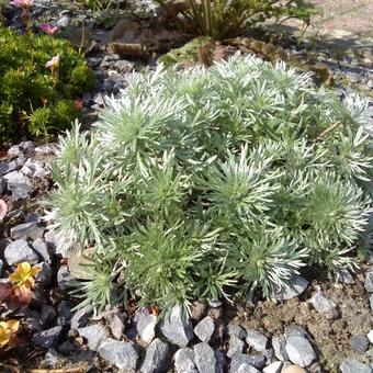 Artemisia schmidtiana