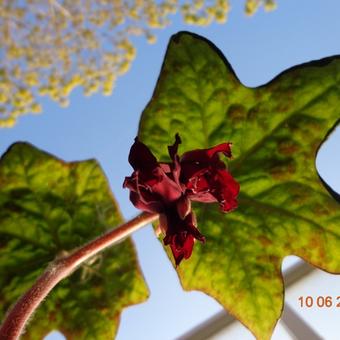 Podophyllum 'Spotty Dotty'