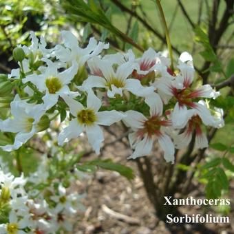 Xanthoceras sorbifolium