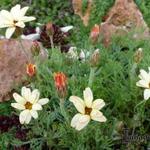 Leucanthemum 'Sunshine Peach' - Margriet