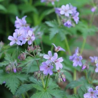 Geranium ‘Prelude’