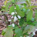 Vaccinium corymbosum 'Nui' - Blauwe bes