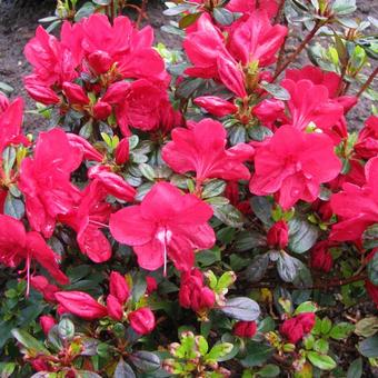 Rhododendron 'Moederkensdag'