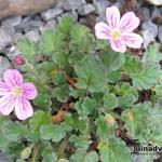 Erodium Variabile 'Roseum' - Reigersbek