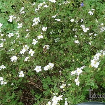 Potentilla fruticosa 'Abbotswood' - Struikganzerik