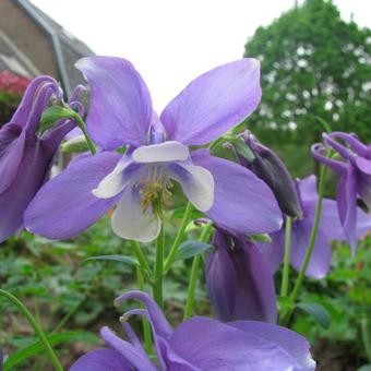 Aquilegia 'Biedermeier'