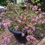 Kalmia polifolia - Laurierroos, smalbladige lepelstruik,