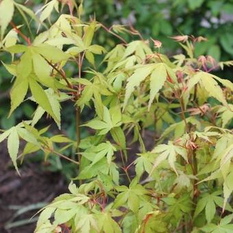 Acer palmatum 'Katsura'