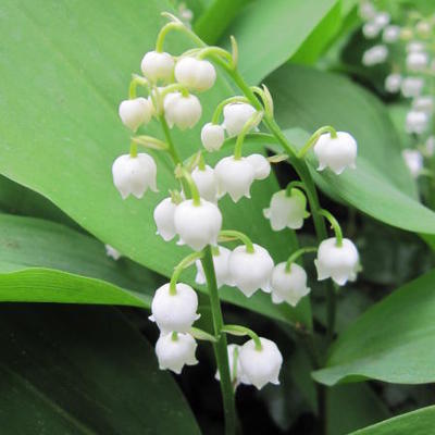 Meiklokje - Convallaria majalis