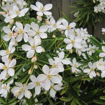 Choisya ternata 'Aztec Pearl'