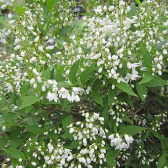 Deutzia gracilis 'Nikko'