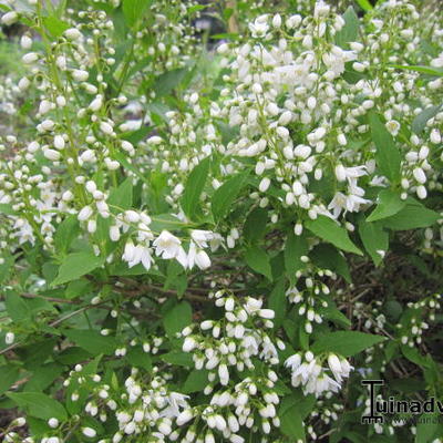 Bruidsbloem - Deutzia gracilis 'Nikko'