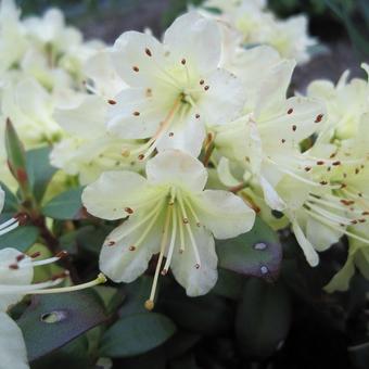 Rhododendron 'Princess Anne'