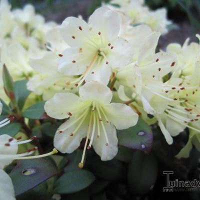 Rododendron - Rhododendron 'Princess Anne'