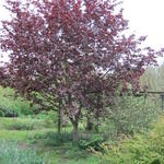 Corylus colurna 'Te-Terra Red' - Boomhazelaar