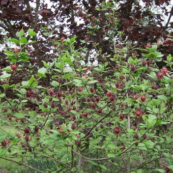 Calycanthus floridus