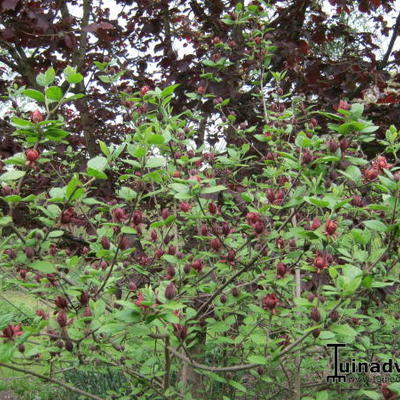 Wijnknop, Specerijstruik, Meloenboompje - Calycanthus floridus