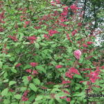 Syringa x prestoniae 'Miss Canada' - Seringen