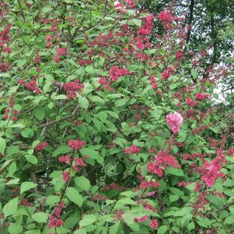 Syringa x prestoniae 'Miss Canada'