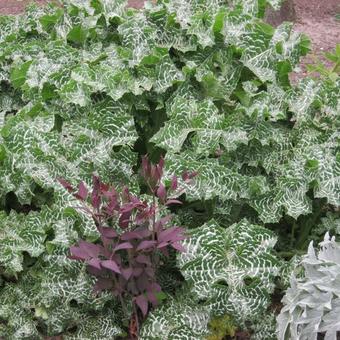 Silybum marianum