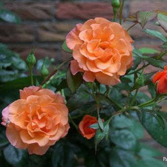 Rosa 'Westerland'